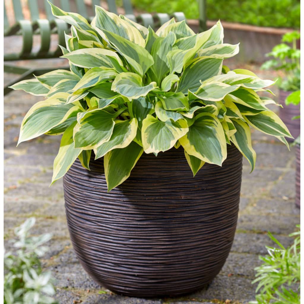 Capi Egg Planter "Nature Rib" 54x52 cm Dark Brown